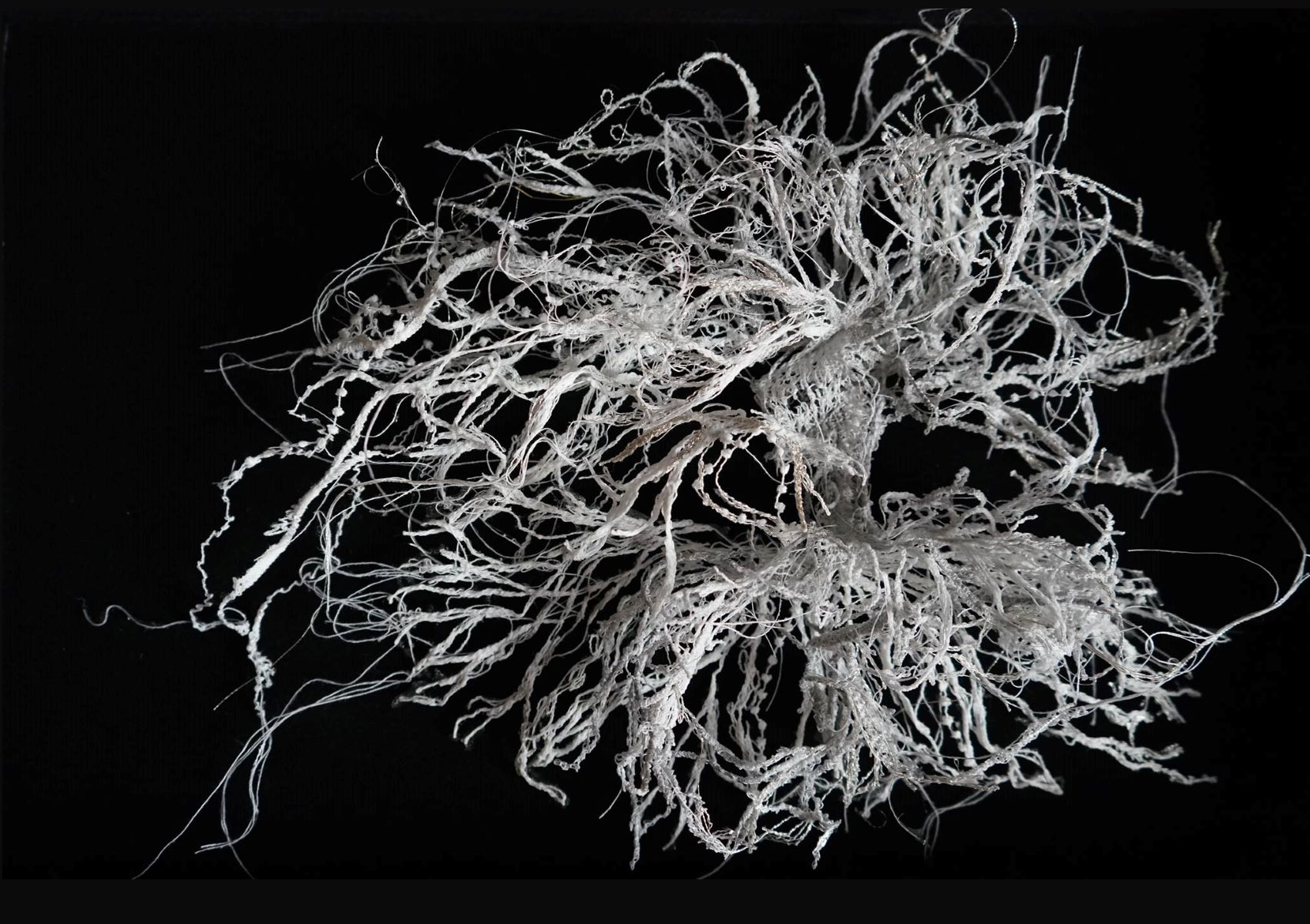 Deyrolle・Isabel Bisson Mauduit