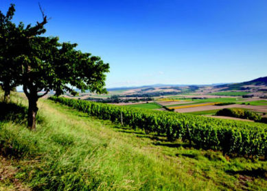 Les vins volcaniques d'Auvergne