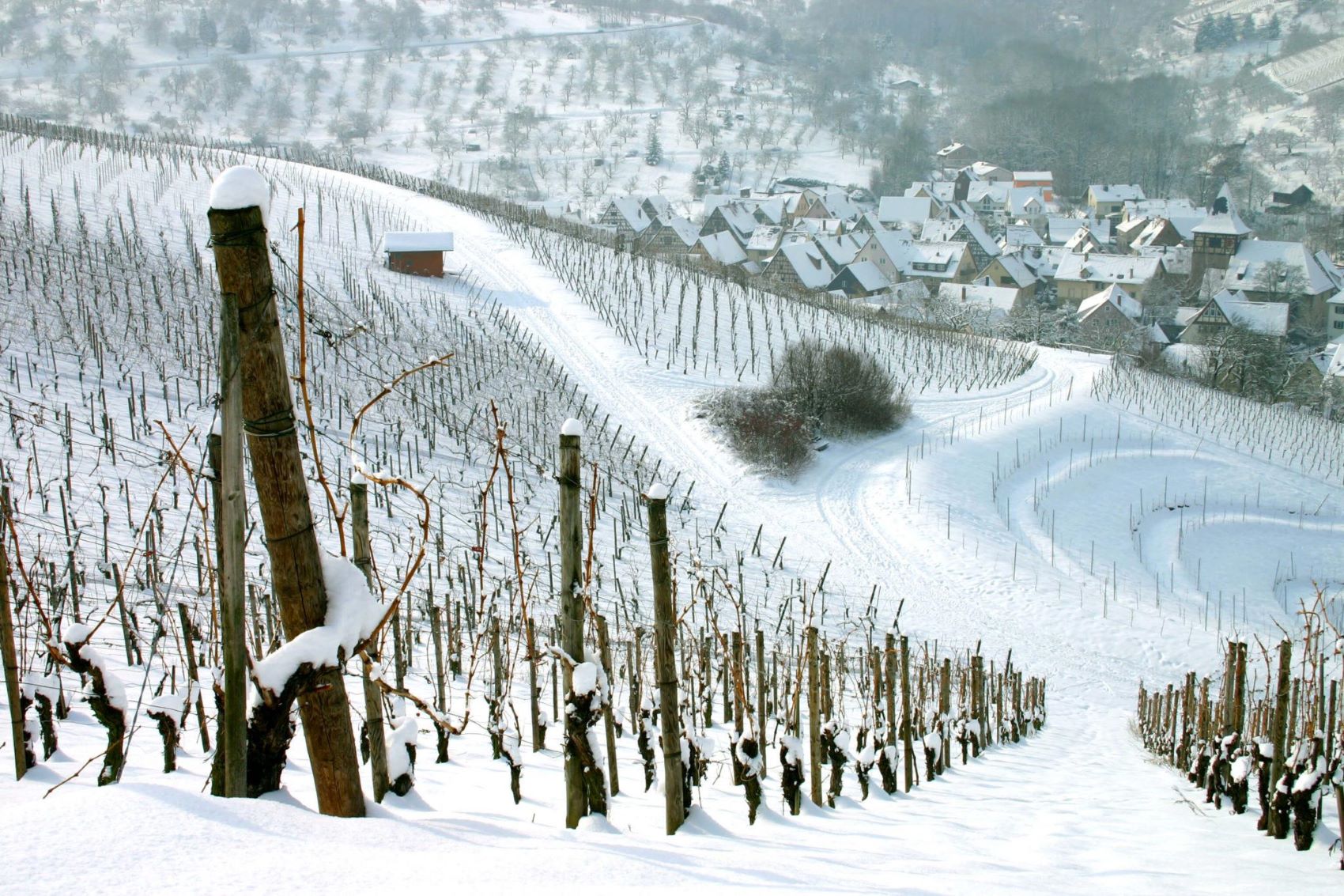 Sélection de vins・Pour les fêtes de fin d’Année