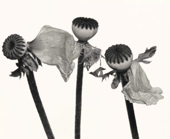 Irving Penn・Kinship