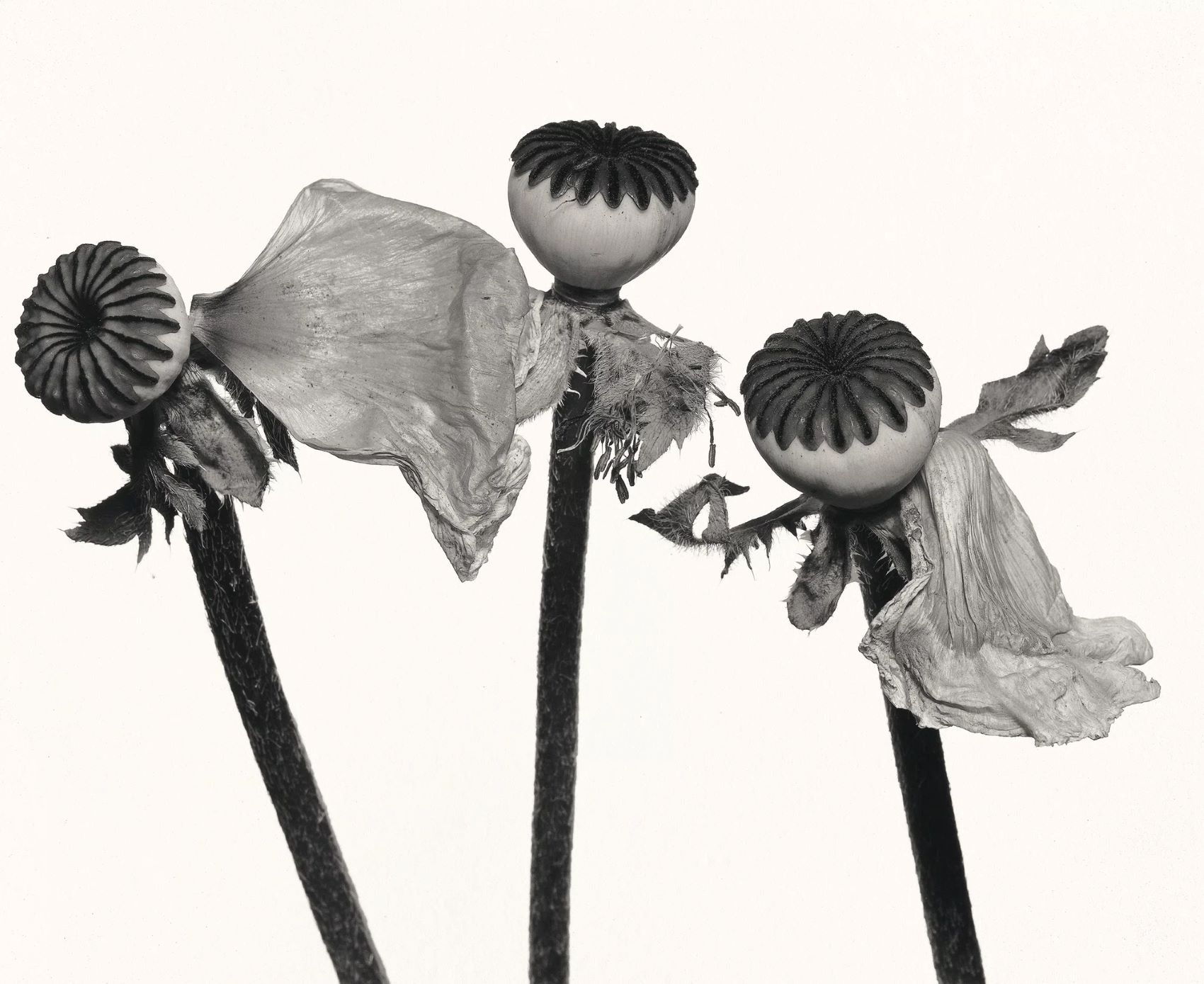 Irving Penn・Kinship